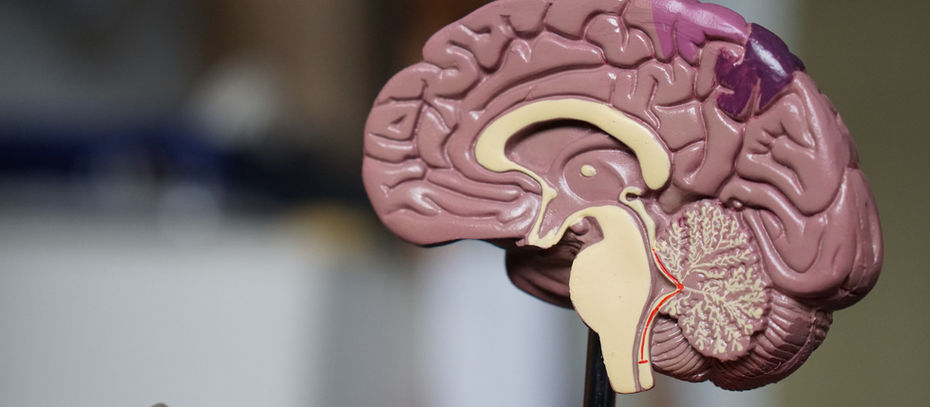 My Brain—Or Is It Memorex NEW