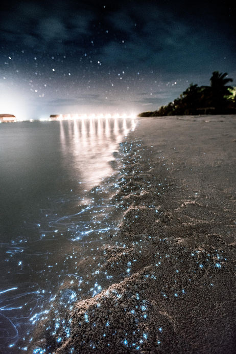 A Guide to Bioluminescent Waves in Southern California in 2025