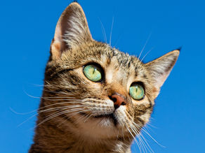 Too Many Pets Kept Alive When It’s Not The Kindest Option, Say Vets