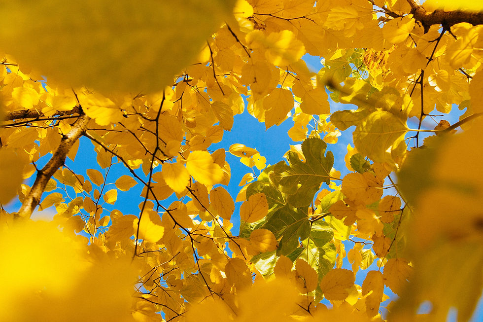 Yellow Leaf by Anton Darius, Unsplash
