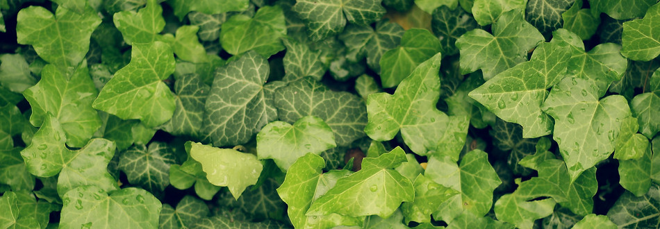 Ivy leaves with water droplets