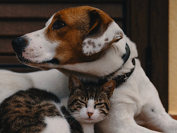 Dog & Cat