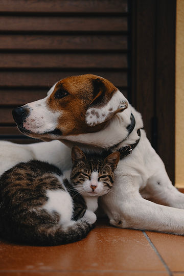 Image by Alec Favale