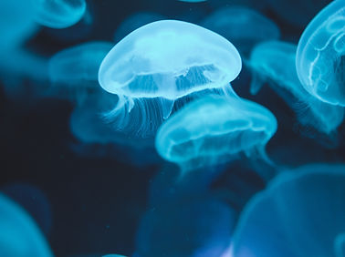 Image by Xiaolong Wong
