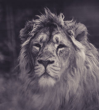 Image by Frida Bredesen