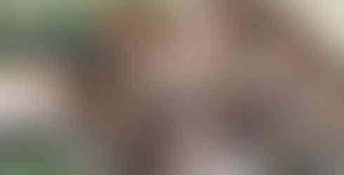 Lion in Etosha Namibia Safaris