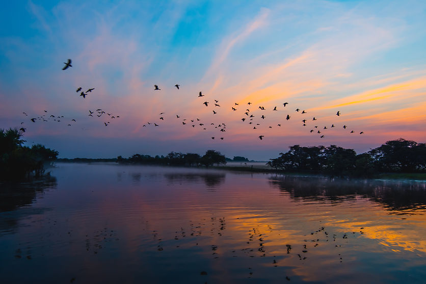 Birds flying over a lake at sunset Image by Karl Hedin