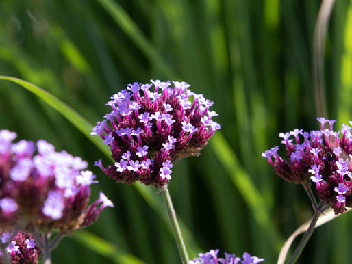 Are Verbena Poisonous to Dogs? A Guide for Southern California Homeowners