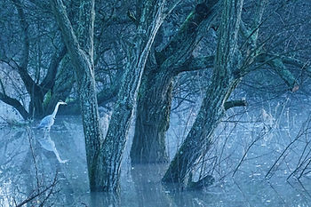 A heron stands in misty water among bare trees. The scene is set in a foggy, blue-toned woodland, creating a calm, serene mood.