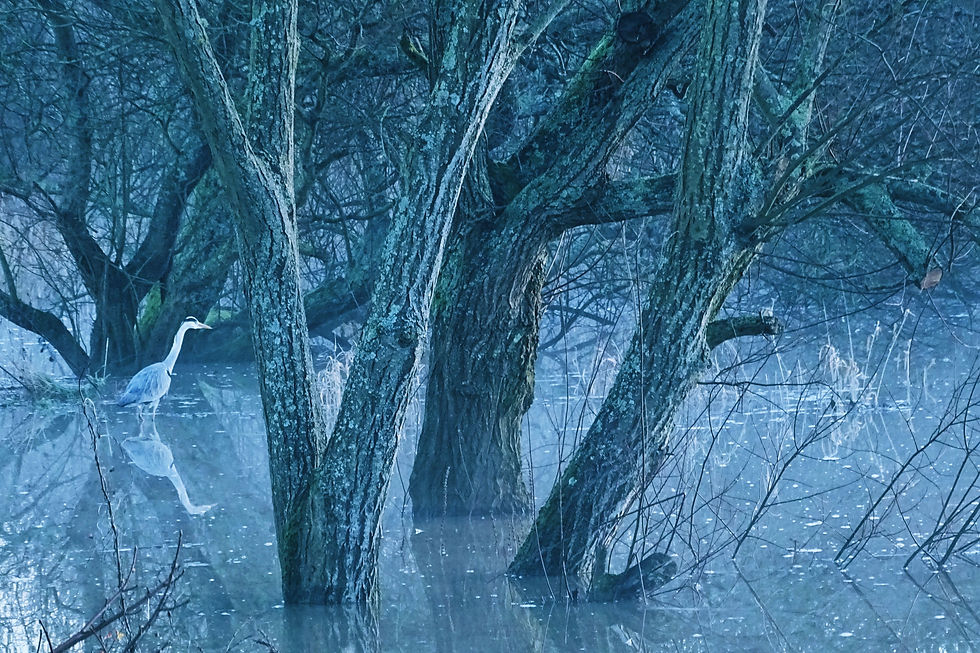 A heron stands in misty water among bare trees. The scene is set in a foggy, blue-toned woodland, creating a calm, serene mood.