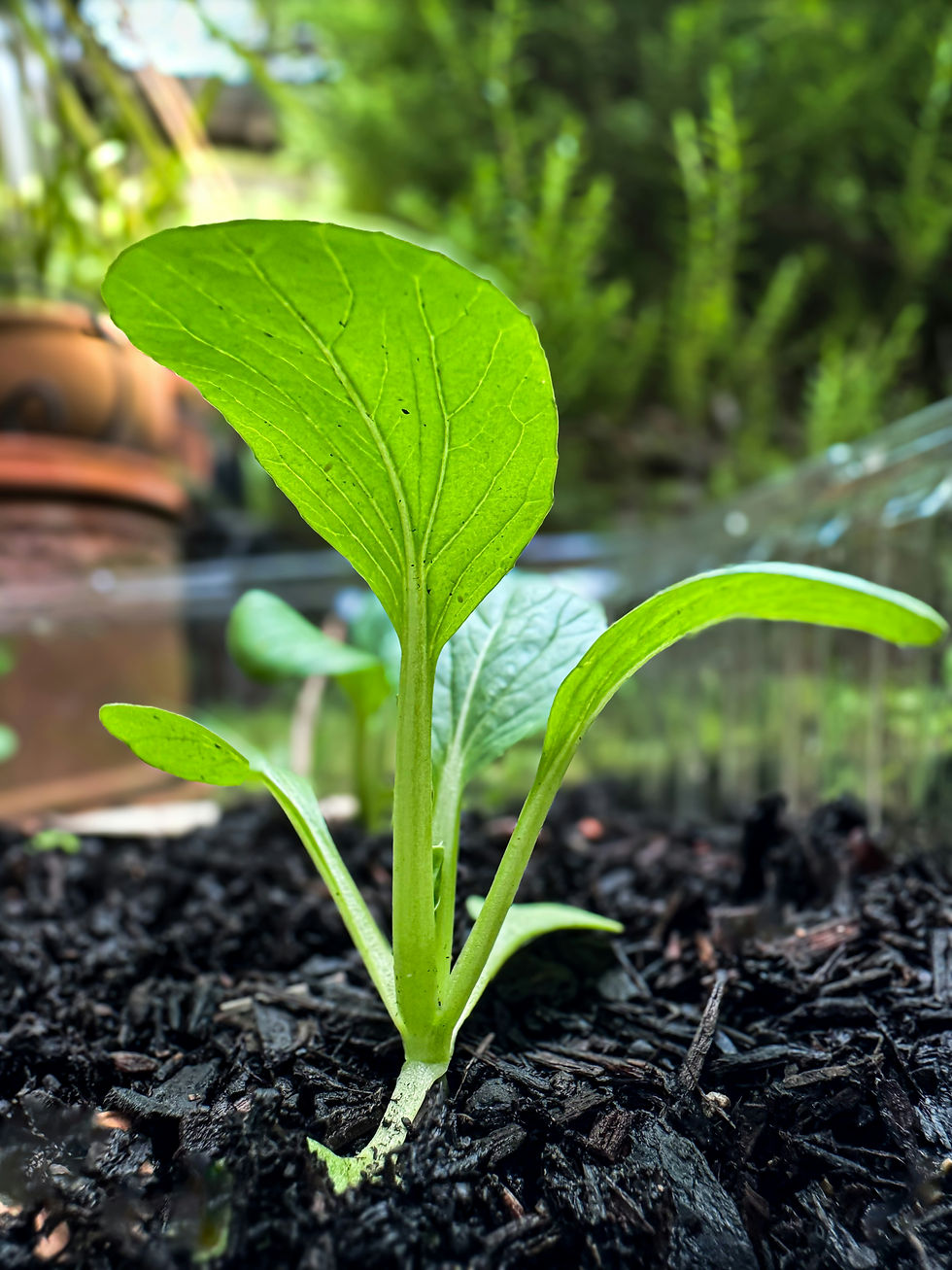 Close-up of a small green plant sprouting from dark soil in a garden, with blurred greenery in the background, suggesting growth and vitality.