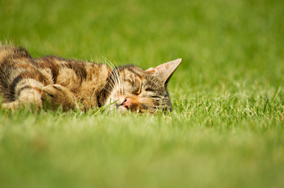 Helping Your Cat Stay Cool and Comfortable During Summer