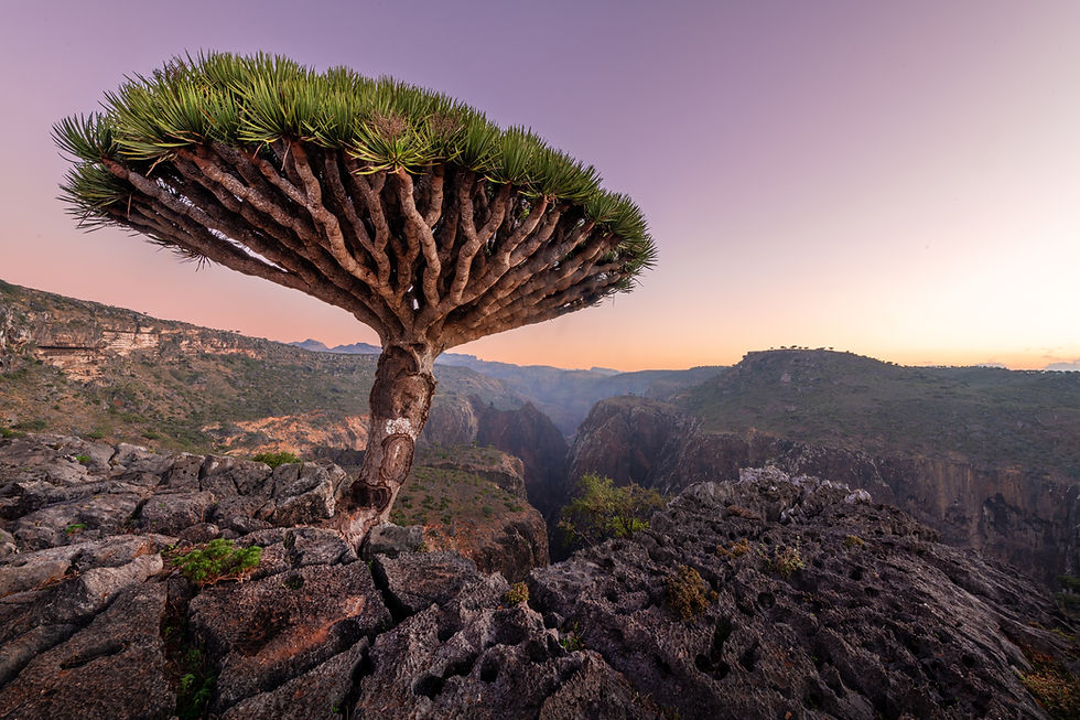 Socotra Island, Yemen: The Alien Paradise