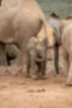 A baby African elephant standing between adult elephants