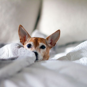 Hoe oud wordt een Chihuahua? [+ tips voor een langer leven!]