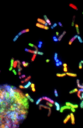 Image by National Cancer Institute