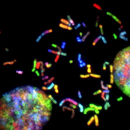 Image by National Cancer Institute