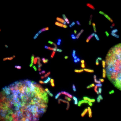 Image by National Cancer Institute