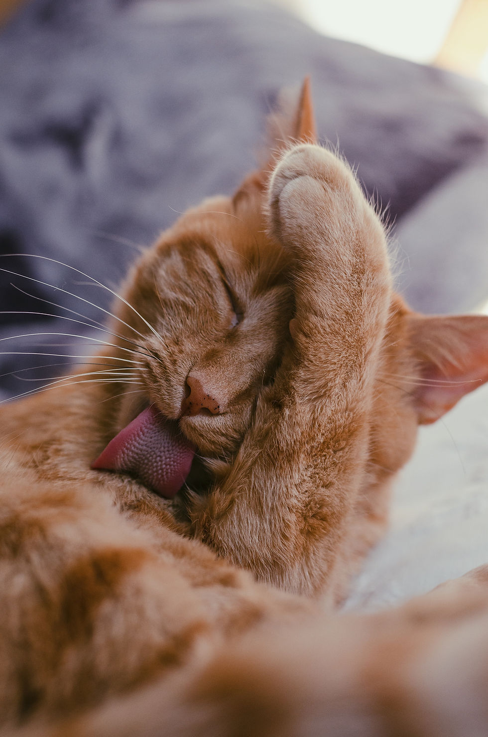 Image by Valeria Strogoteanu