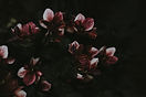 Image by Annie Spratt