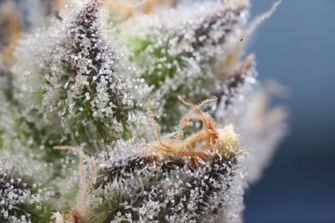 richome auf Cannabisblüte unter dem Mikroskop