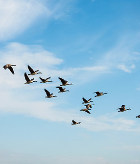 Image by Nick Fewings