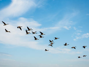 Image by Nick Fewings