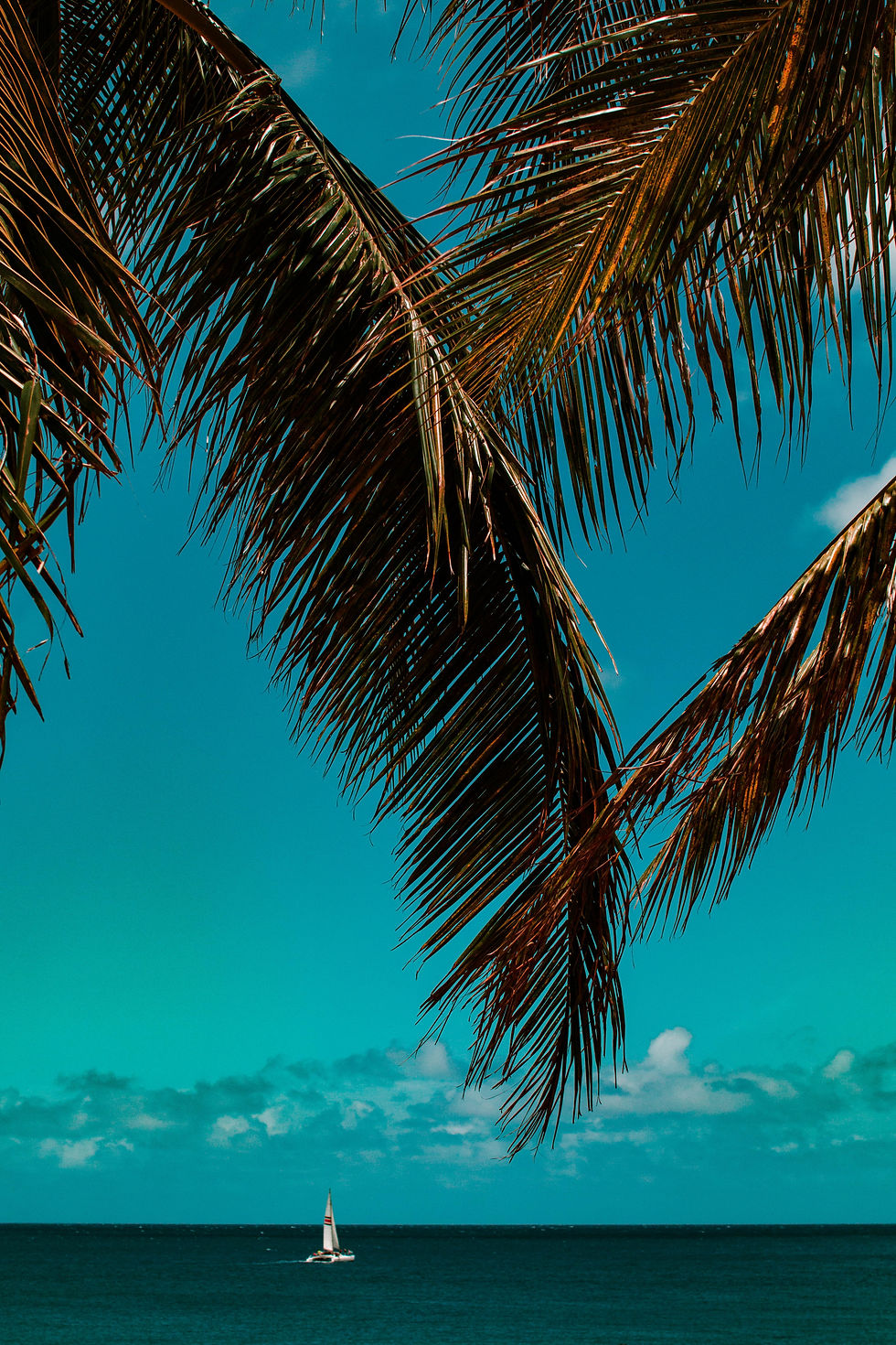 A tall palm tree stands against a clear blue sky, creating a serene tropical atmosphere.