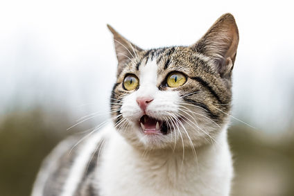 frightened cat image by Ariana Suárez