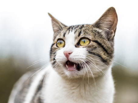 Sariawan & Air Liur Berlebih: Tanda Feline Calicivirus
