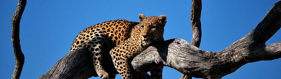 Image by Colin Watts