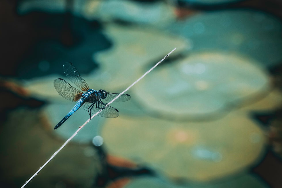 Image by Deva Darshan