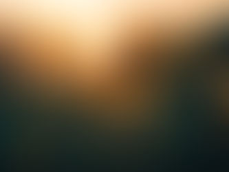 yellow flowers at sunset