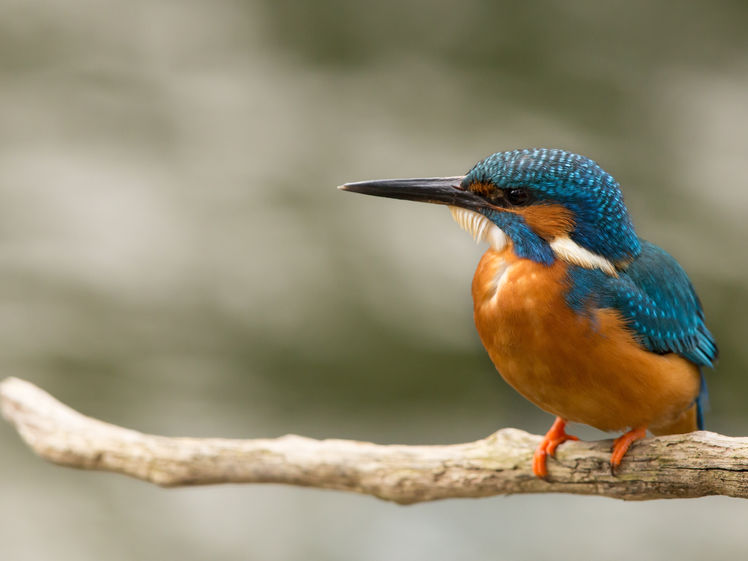 Australian native bird
