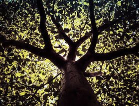 Image by Lucas Lenzi