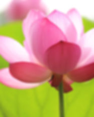 Rest & Restore Wellbeing