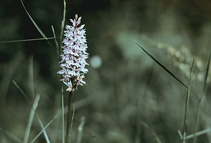Fleur sauvage rose pâle, symbole de naturopathie