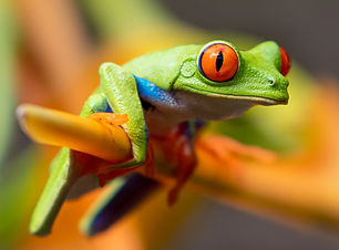 Image by Stephanie LeBlanc