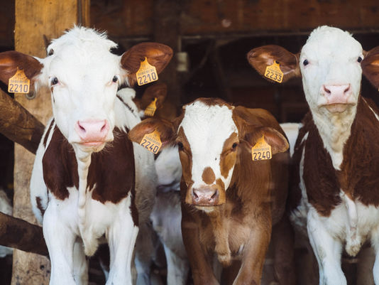 The Meat Production Industry and its Detrimental Impact on the Planet