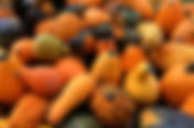 Navigating August Pests: A Gardener's Guide in Ontario