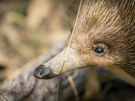 The Pub Test: was key information knowingly withheld from Councillors or innocently omitted