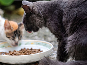 Cat eating