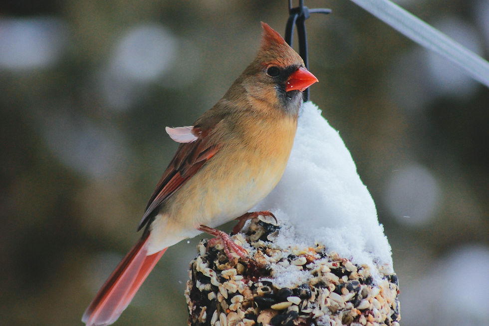 Sustainability Saturday: November - Cold Weather Wildlife