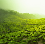 Image by Vivek Kumar