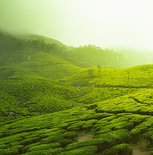 Ooty Mysore