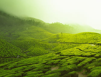Munnar tea estates