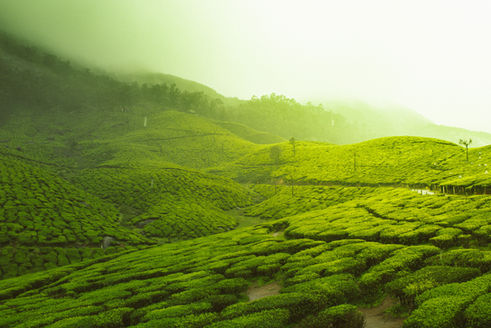 Image by Vivek Kumar