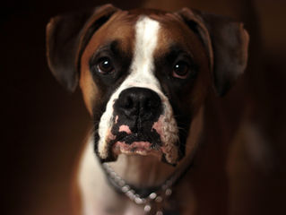 Discoid Lupus Erythematosus (DLE) in Dogs