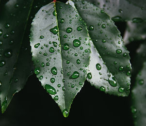 Image by Kyle Szegedi