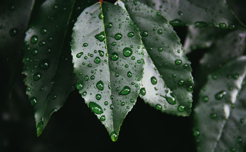 Image by Kyle Szegedi